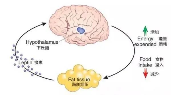 冇氧运动_有氧运动知乎_运动含氧量